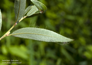 Le saule blanc, aspirine naturelle depuis l'Antiquité