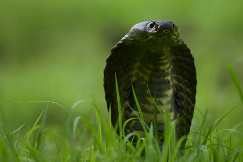 Cobra Tracking Project