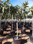 Ficus carica