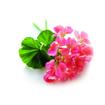 Aceite Esencial de Geranio "pelargonium graveolens"