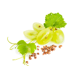 Aceite Vegetal de Pepita de Uva "vitis vinifera"