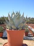 Agave parryi parryi