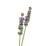 Aceite Esencial de Espliego "lavandula latifolia"