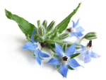 Aceite Vegetal de Borraja "borago officinalis"