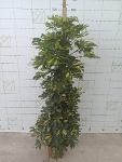 La Schefflera