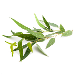 Aceite Esencial de Eucalipto Radiata "eucalyptus radiata"