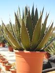 Agave horrida