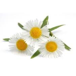 Aceite Esencial de Manzanilla Romana "anthemis nobilis"