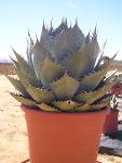 Agave parrasana