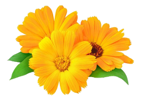 Aceite Vegetal Caléndula en Girasol "calendula officinalis"