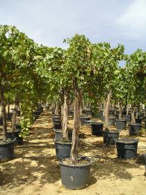 Vitis alta