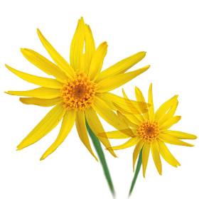 Aceite Vegetal Arnica Girasol "arnica montana"