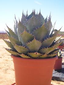 Agave parrasana