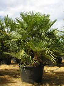 Chamaerops humilis