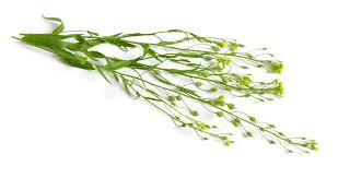 Aceite Vegetal Camelina "camelina sativa"