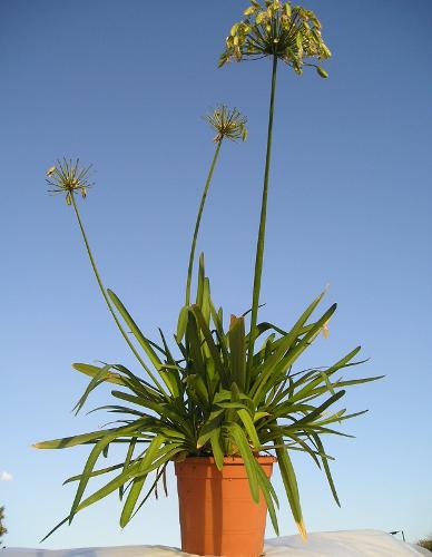 Agapanthus africanus