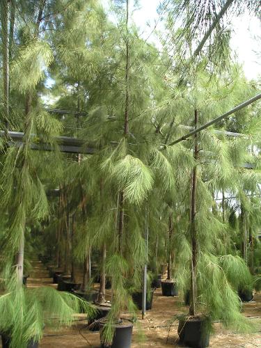 Casuarina