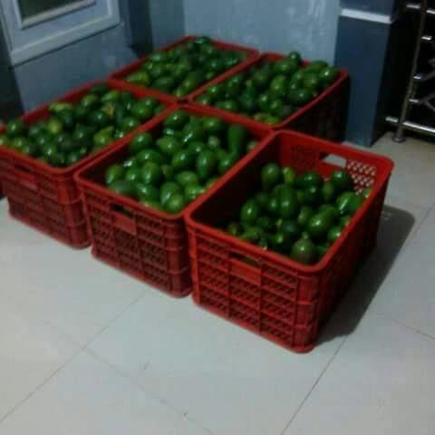 Aguacate hass peru 