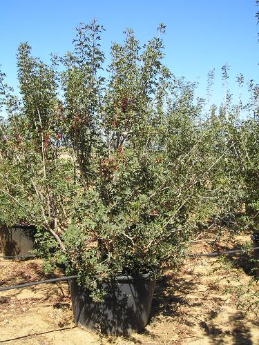 Pistacia lentiscus