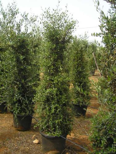 Olea piramide