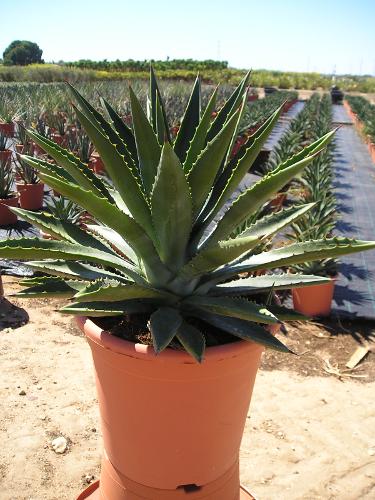 Agave decipiens