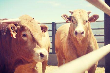 Limousin and Charolais First Quality