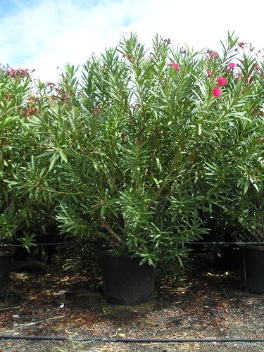 Nerium oleander