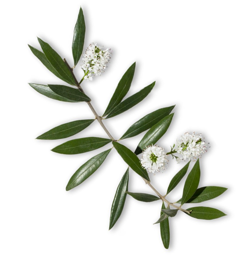 Aceite Esencial de Niauli "melaleuca viridiflora"