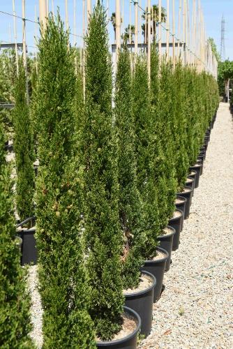 Cupressus sempervirens stricta