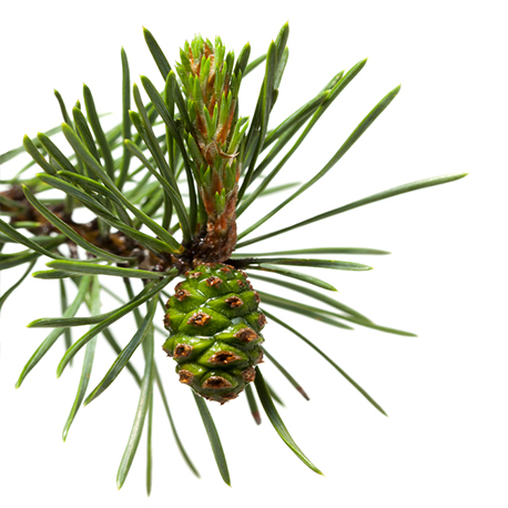 Aceite Esencial de Pino Marítimo (Trement.) "pinus pinaster"