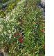 Nerium oleander (BENAGES PLANTS)