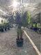 Trachycarpus fortunei (VIVEROS MARCH)