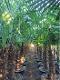 Trachycarpus fortunei (BENAGES PLANTS)